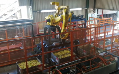 Robotic Fruit Crate Handling